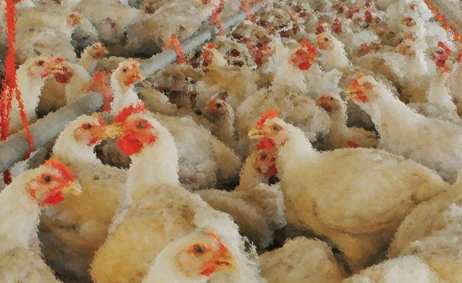Planta de procesamiento avícola e industria del pollo en Entre Ríos